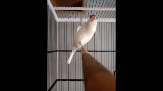 Download lagu kenari isian tulit ambulan,kowul dan ciblek,,cocok buat masteran.. mp3