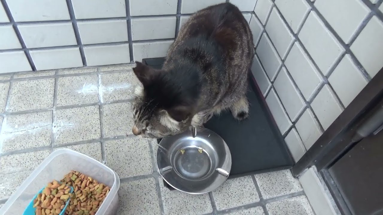 cat video 自宅に来た猫の動画 20240508 001 まろん、ご飯ちょうだいの足スリスリでアピール。