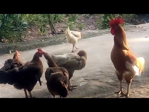Rooster Crowing Compilation Plus - Rooster crowing sounds Effect
