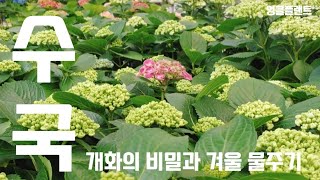 수국 개화의 비밀과 겨울 물주기~^^ 이제는 만개하세요!! #식물키우기 #공기정화식물 #엉클플랜트