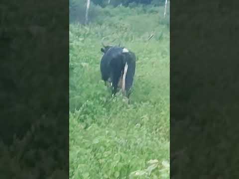 vaqueiro mostro o gado pastando em Baturité ceará