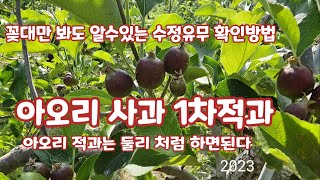 아오리  사과 1차적과  사과수정판단유무 동해입은 아오리사과 [사과재배]