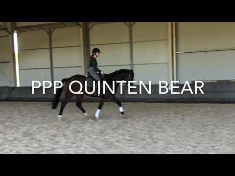 PPP Quinten Bear dressage