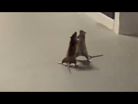 Overcooked 2 - If two rats were in the kitchen
