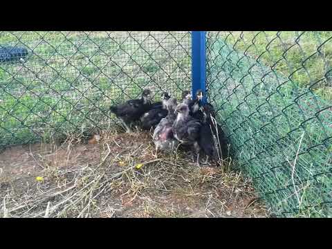 Lakier do włosów z olejkami opinii cieza Olej lniany wewnątrz opinii włosów