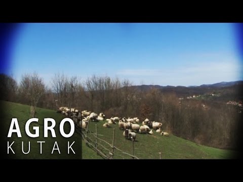 Agro Kutak 50 - Ovčarstvo