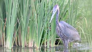 Heron swallows massive catfish