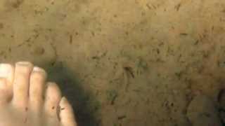 preview picture of video 'A Fish Swimming Around My Foot Timi Beach Paphos Pafos Cyprus.'