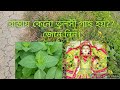 রাস্তায় কেনো তুলসী গাছ হয় জেনে নিন Tul