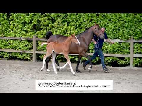 Espresso Zoetendaele Z