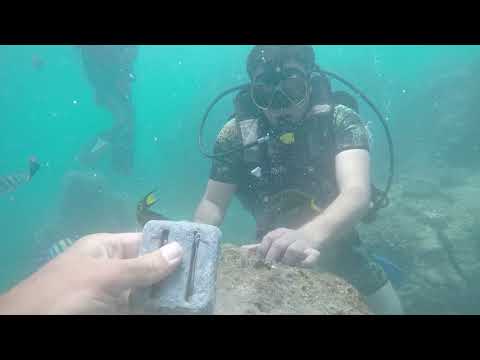 Diving in Persian Gulf