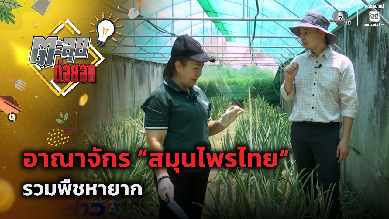 อาณาจักร "สมุนไพรไทย" รวมพืชหายาก | ตะลุยต่อยอด