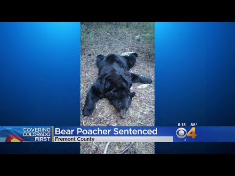 Poacher Sentenced For Baiting, Killing Bear