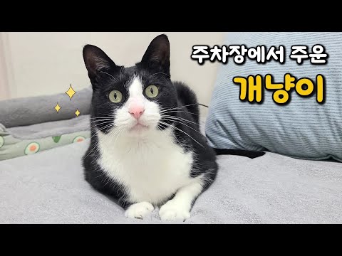 역대급 개냥이를 주차장에 버리다니!! 5년이 지나도 여전히 개냥이인 블랙이