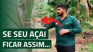 Deficiência de Boro no Açai! - Aprenda agora como Identificar e Resolver | AgroRural