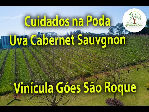 download lagu mp3 mp4 Santa Regina Merlot, download lagu Santa Regina Merlot gratis, unduh video klip Santa Regina Merlot
