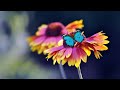 Butterfly Background Video Effects Butterfly Status No Copyright Flower Nature