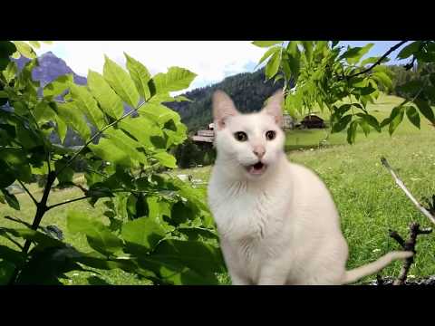 Cats Sing Classical Music - Vivaldi - Spring - Cats Version - Cats Parody