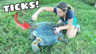 PULLING MONSTER TICKS OFF MY TORTOISES!