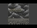 Sunflowers Bloom in September