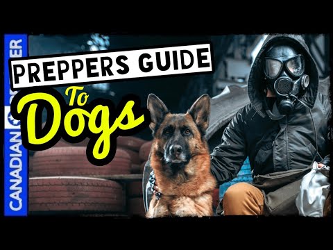 A Preppers Guide to Dogs for Survival and Prepping
