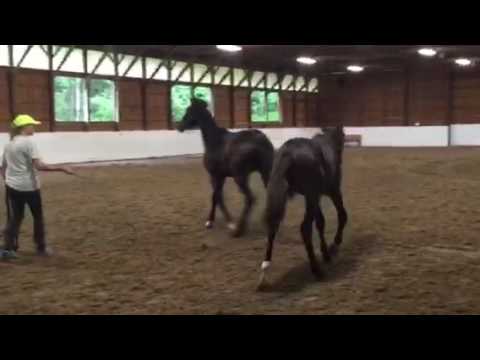 Dubarry and Roscalino yearlings