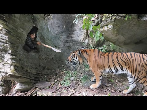 Building a Survival Shelter to Avoid Attacks from Wild Animals, survival alone