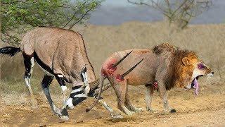 Top 10 Antelope That Can Knock Down LIONS | Lion vs Gemsbok, Kudu, Wildebeest, Antelope, Hartebeest