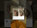 Nice Cat Of The Week Shorts