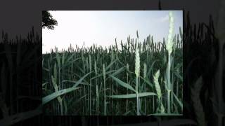 Hawkwind  2012, Greenfinned Daemons