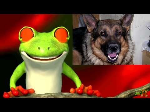 YouTube video about: How many dogs to change a lightbulb?
