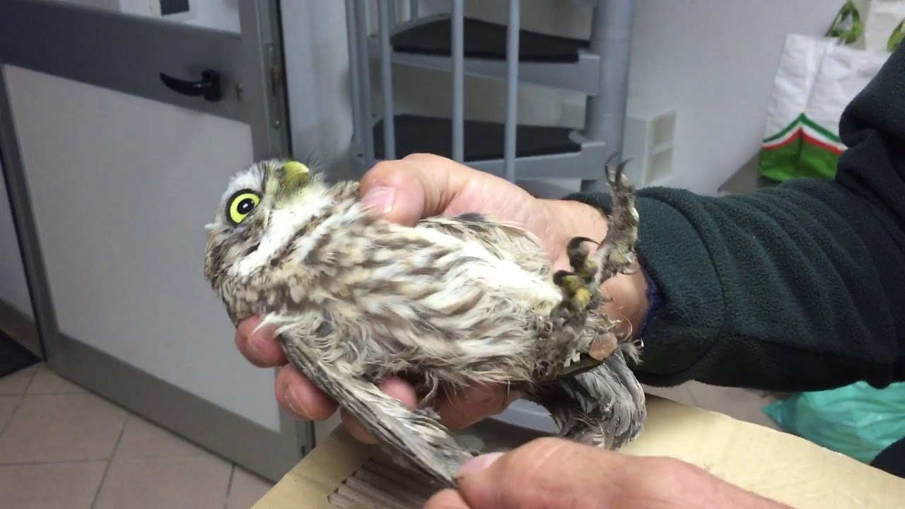 Guardie WWF - Recupero di una Civetta