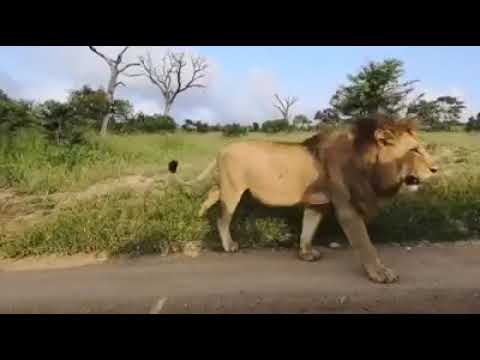 Othawa male on the prowl