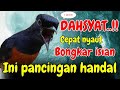 DAHSYAT 100 PANCINGAN MURAI BATU GACOR PAGI SORE SEKALI DENGAR MURAI BATU APAPUN LANGSUNG BUNYI