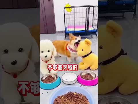 Ye lo khana Khao 😭#shorts #dhritiyaduvanshi