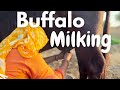 Buffalo Milking At Nyutam Farm Milking By Hand