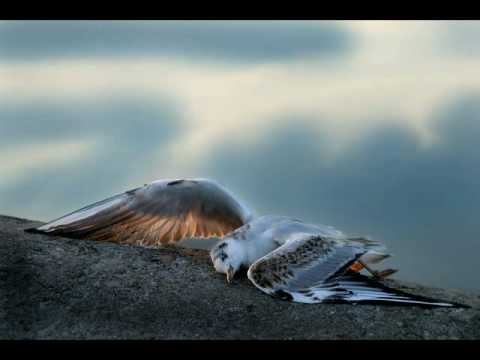 Надежда Плевицкая. Чайка/ Nadezhda Plevitskaya - The Seagull