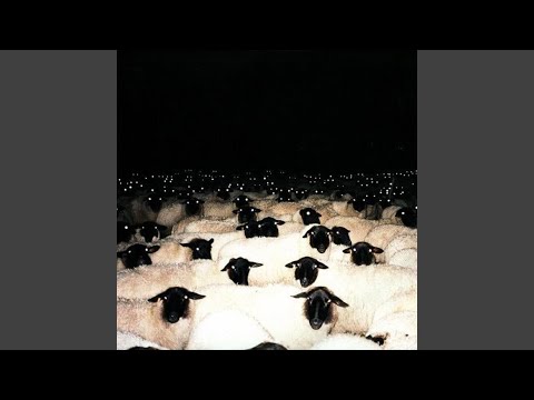 အဝါရောင် သိုးမည်းများ