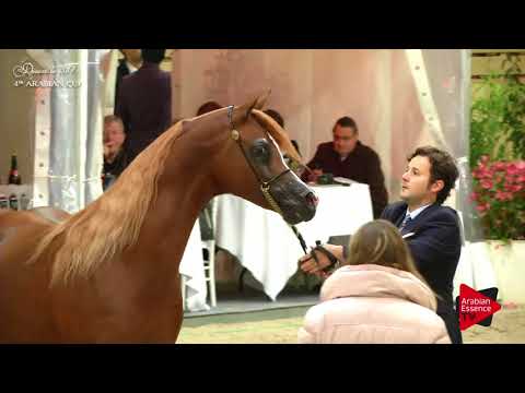 N.82 AL BAHHAR JFD - Deauville 2017 - Stallions 7 years old and older (Class 10)