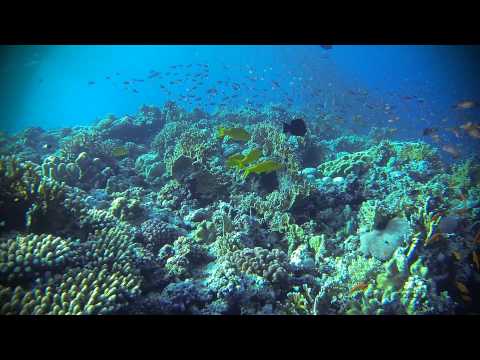 ME & my Yellow Fish PALS chasing the LITTLE fishes...