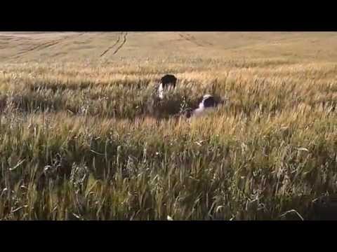 Hopla hopla hop sa sa