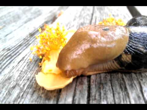 God Speed the Plough - Who's Who on Denman Island: Banana Slug