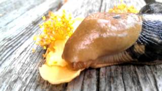 God Speed the Plough - Who's Who on Denman Island: Banana Slug