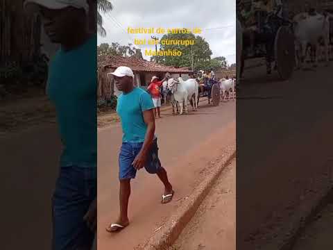 Festival dos carros de boi em cururupu Maranhão 