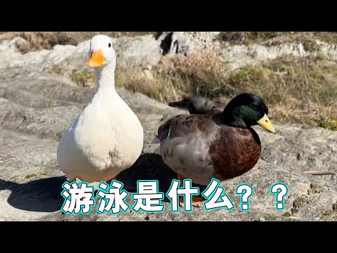 夢見猛獸