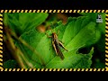 Grasshopper Cricket Insect Sound Effect Free Download | MP3 WAV | Pure Sound Effect