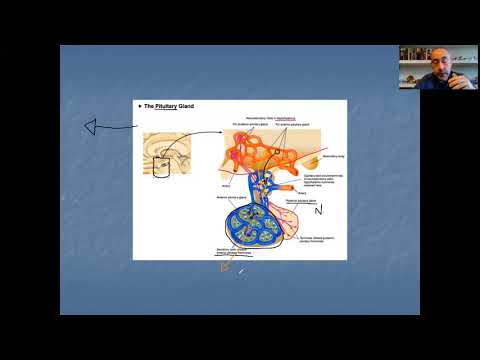 Fisio A   Vídeo 26   Sistema endócrino