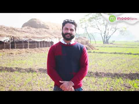Mooofarm Farmer