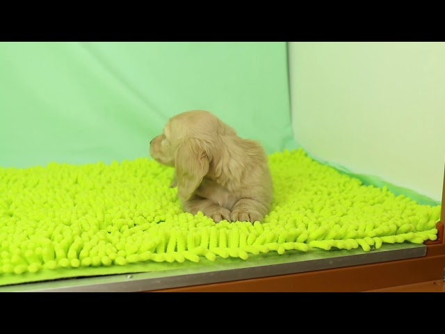 ブリーダー/ショップマロニエケンネル MARRONNIER KENNELのダックスフンド・ミニチュア・ロングで番号が2842です