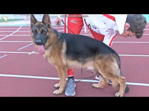 N 023 Ultravox von Arlett - Nachkommengruppen BSZS-2023